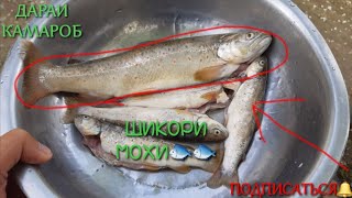 ШИКОРИ МОХИ🐟 \