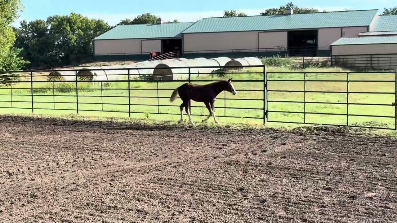 “BestPrinciplesAllTime” 2025 APHA Bay Overo Filly
