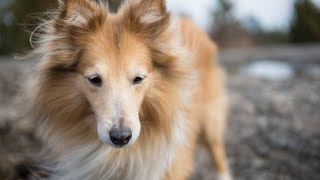 Weight Management For Your Shetland Sheepdog Tips and Advice