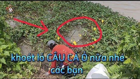 CÂU CÁ NGAY Ỗ CÁ ĐIÊU HỒNG gỡ cá không kịp luôn ( câu Cá - fishing ) Lê Hoàng Vlog
