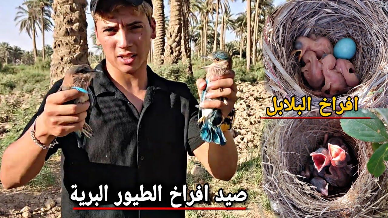 جولة استطلاعية على كافة الطيور البرية _ البحث عن اعشاش وافراخ البلابل