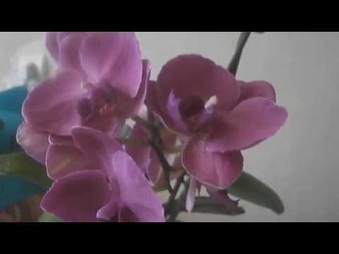 Вопрос: Как ускорить цветение орхидеи?