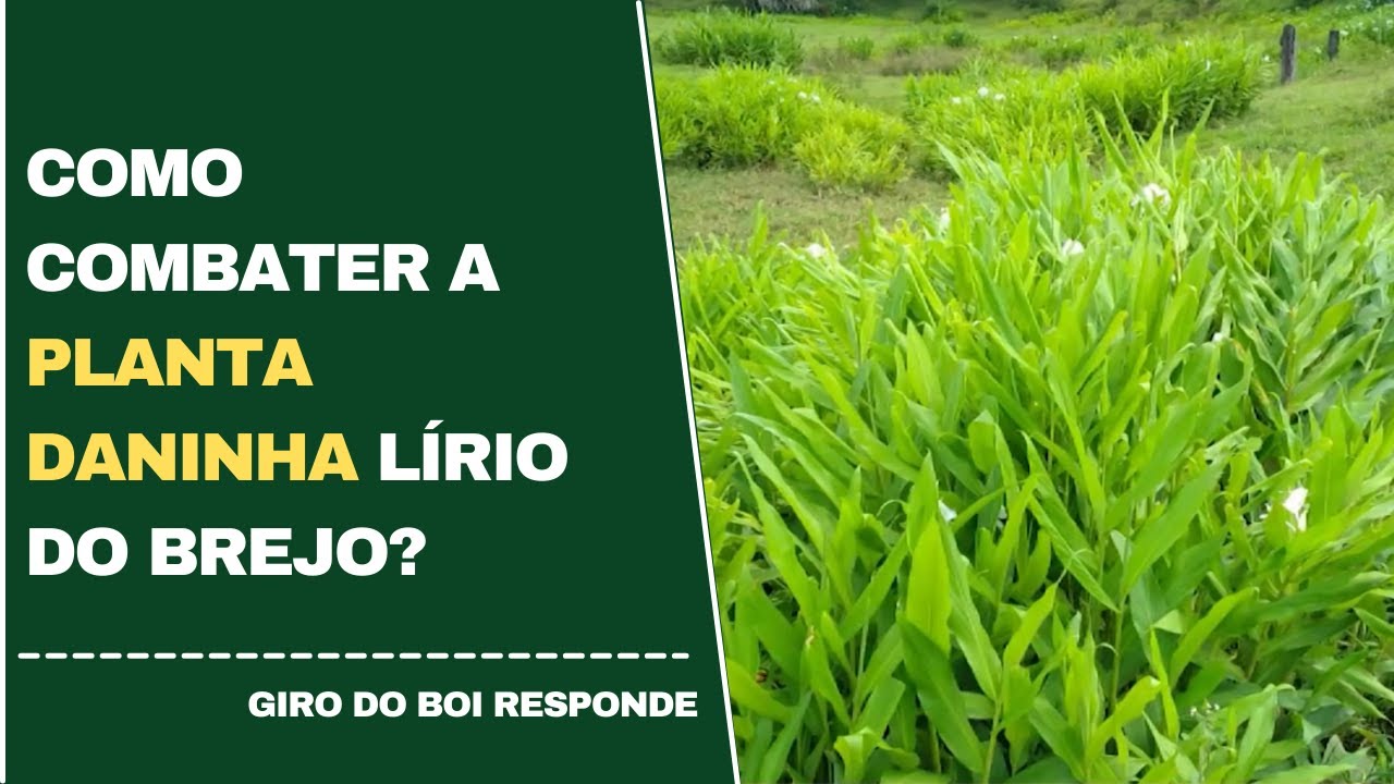 Confira dicas para controlar infestação de lírio do brejo em pastagem