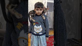 Bengal Pişiyi Ilə Həyat