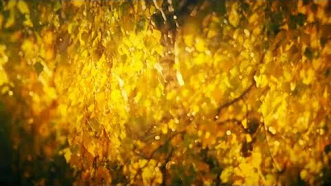 Autumn Leaves Stock Video
