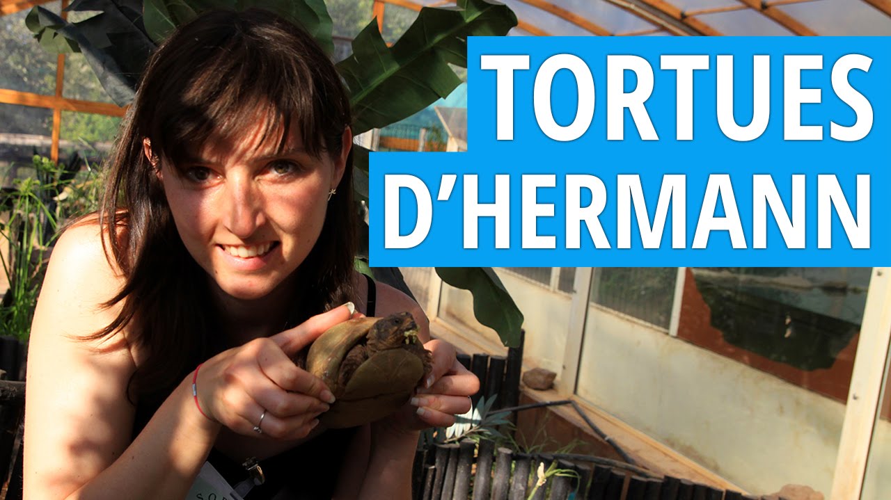 [Ecovolontariat] Le Village des Tortues