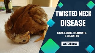 TWISTED NECK in CHICKEN causes cure \& prevention