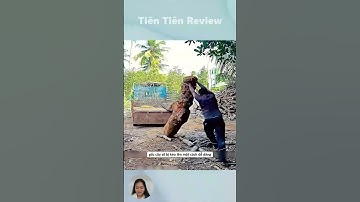 Anh chàng này đã đưa một gốc cây khổng lồ lên xe bằng cách thông minh #short #shorts #viralvideo