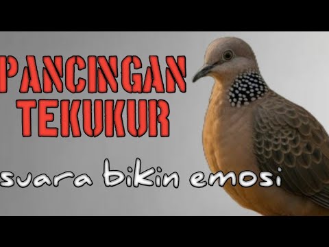 SUARA TEKUKUR pancingan cepat nyambar untuk manggil lawan
