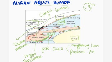 Aliran Aquos Humour Pada Mata