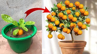 If you know this secret you can propagate any plant | Relax Garden