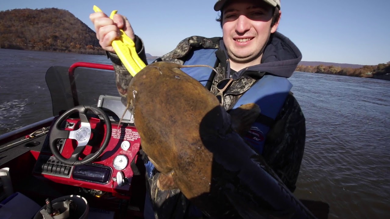 Monster catfish: What it's like to catch one