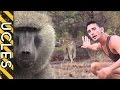 How to approach wild baboons with andrew ucles