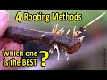 Rooting Fig Cuttings | 4 Rooting Methods - WHICH one is the BEST?