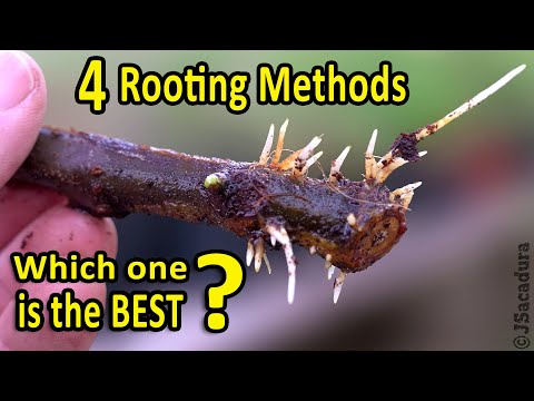 Rooting Fig Cuttings | 4 Rooting Methods - Which One Is The Best