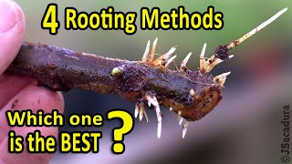 Rooting Fig Cuttings | 4 Rooting Methods  WHICH one is the BEST?