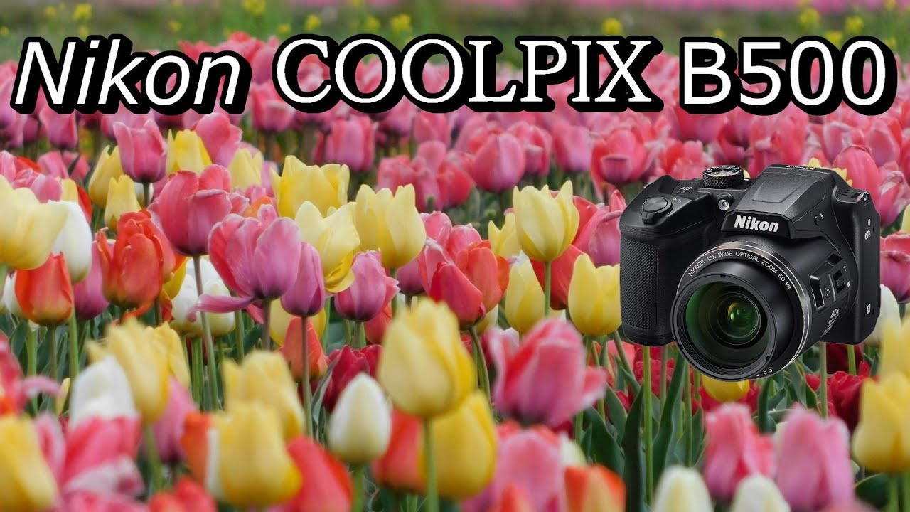 Nikon ‎Coolpix  B500チューリップ花撮影動画おすすめカメラデジカメコンデジ【千葉県佐倉チューリップフェスタ2019】ニコンクールピクスぼかしぼけスポット場所一眼レフではない