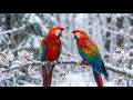 Birds Sound Natural Night | Peaceful Sleep