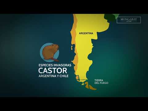 El castor, la plaga que arrasa los bosques de Tierra del Fuego en Argentina y Chile