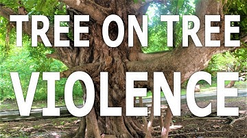 The Tree that Kills Other Trees: The Strangler Fig