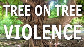 The Tree that Kills Other Trees: The Strangler Fig