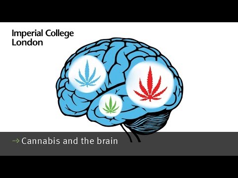 Cannabis and the brain