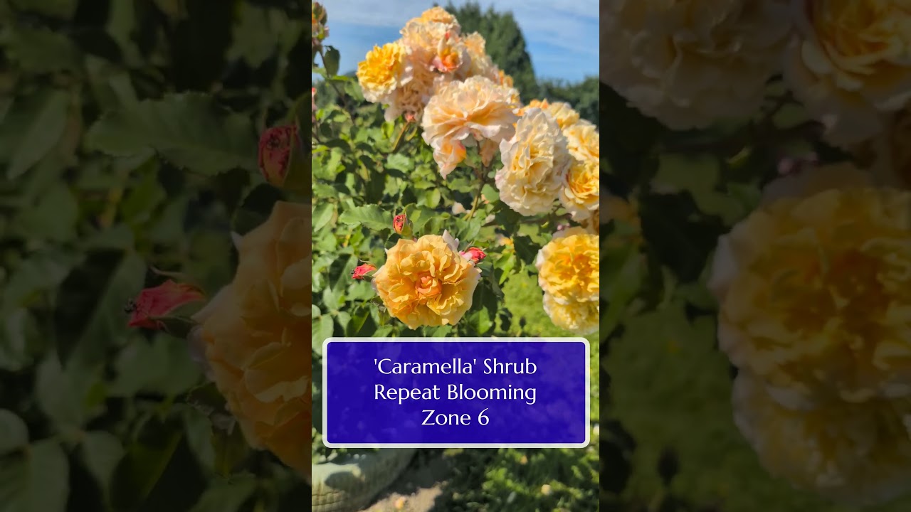 Summer Color at Fraser Valley Rose Farm - YouTube