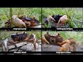 EMPAT KOLEKSI KEPITING DARAT BERUKURAN KECIL | CRABPEDIA
