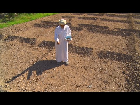 موسم زراعة البرسيم (تعريق القت ) بولاية الحمراء Sultanate of Oman