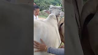 Two beautiful girls breed cows for free