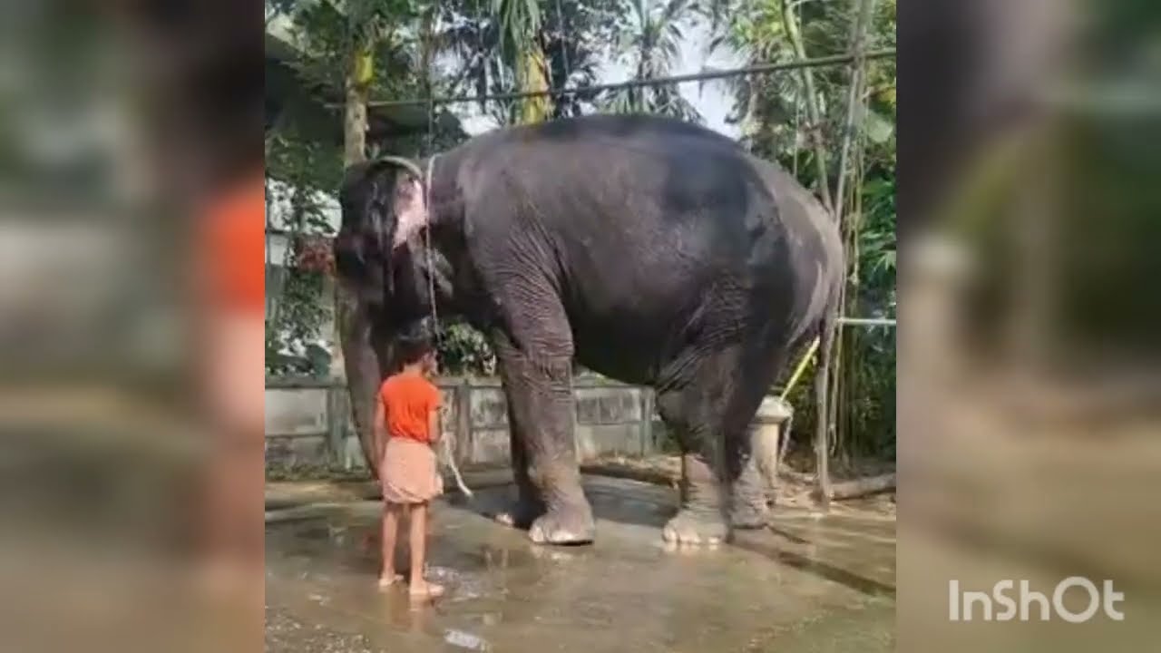A little boy takes care of a large elephant. The Little Mahout.