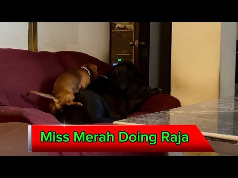 Miss Merah Wanting Raja