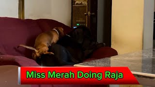 Miss Merah Wanting Raja