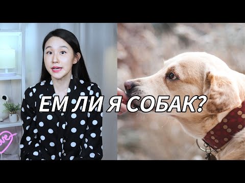 Корейцы едят собак? Правда или миф?