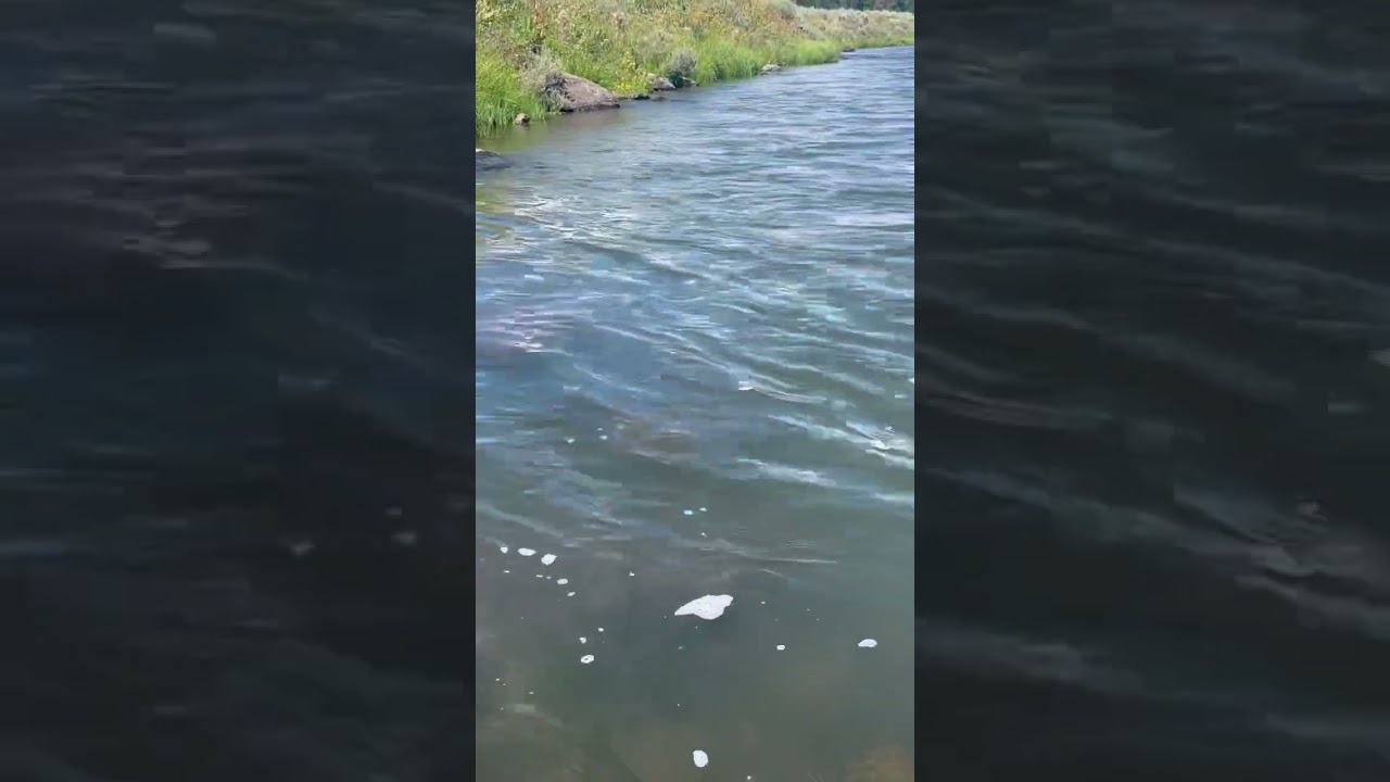 Monster Trout on Henry's Fork 
