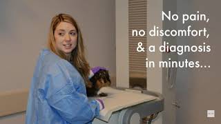 Vca Speciality Animal Hospital Uses Mies Syngula Gamma Camera For Small Animal Scintigraphy