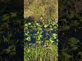 How fast can you spot the #alligator? #everglades