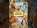 eyes that meet at the top of the head | Holoptica #forest #conservation conservation #plants #trees