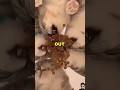 Puppy Lousy Food 🥶🤢😝 #shortvideo #sad #cute