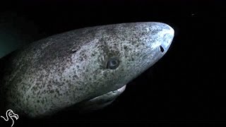 Meet The Animal Who Lives To Be 400 Years Old