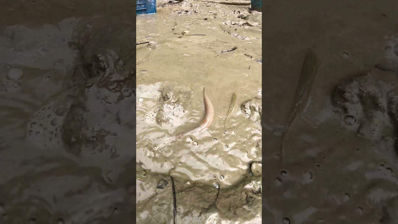 Amazing Dry Season Fishing Video From Muddy 