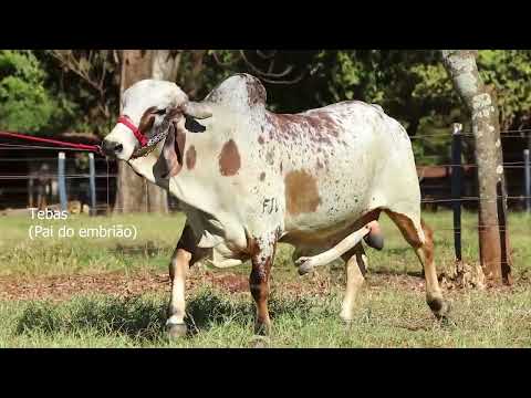 Lote 5c   Embrião Riviera x Tebas