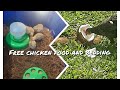 Free chicken food and bedding