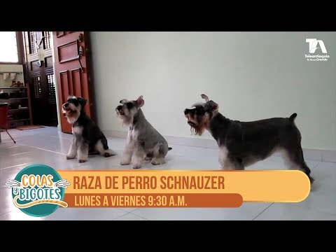 Video: Razas de perros con perillas, barbas y bigotes