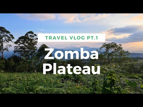 Visiting Malawi's NEVER ENDING Tree  I  Zomba Vlog #malawi #africa #africatravel