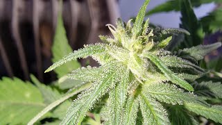 Near harvest time rqs milky way 💢💥💢💥💢