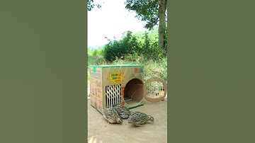 Best Create Bird Trap Technique - Quail Trap #creative bird trap #shorts