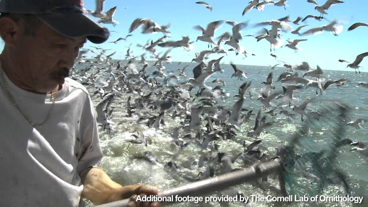 grassroots international Mending the Marsh: Local Support for Myrtle Grove