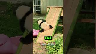 Bikin Gemas Maksimal! Tonton Aksi anak panda lucu yang gagal memanjat prosotan
