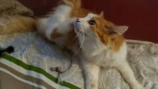 Just Me Petting My Cat